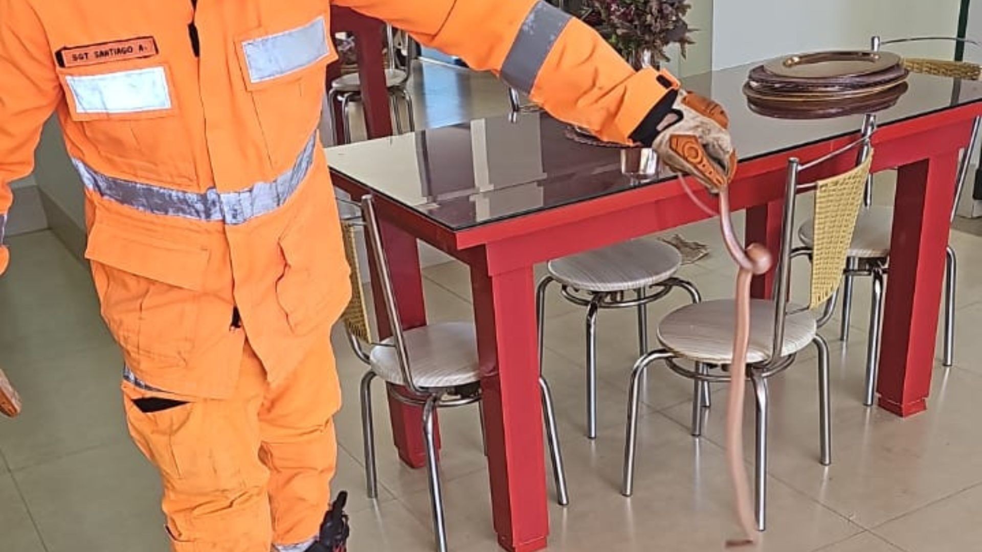 Cobra-cipó invade cozinha e é capturada perto de fruteira em casa no interior de Minas