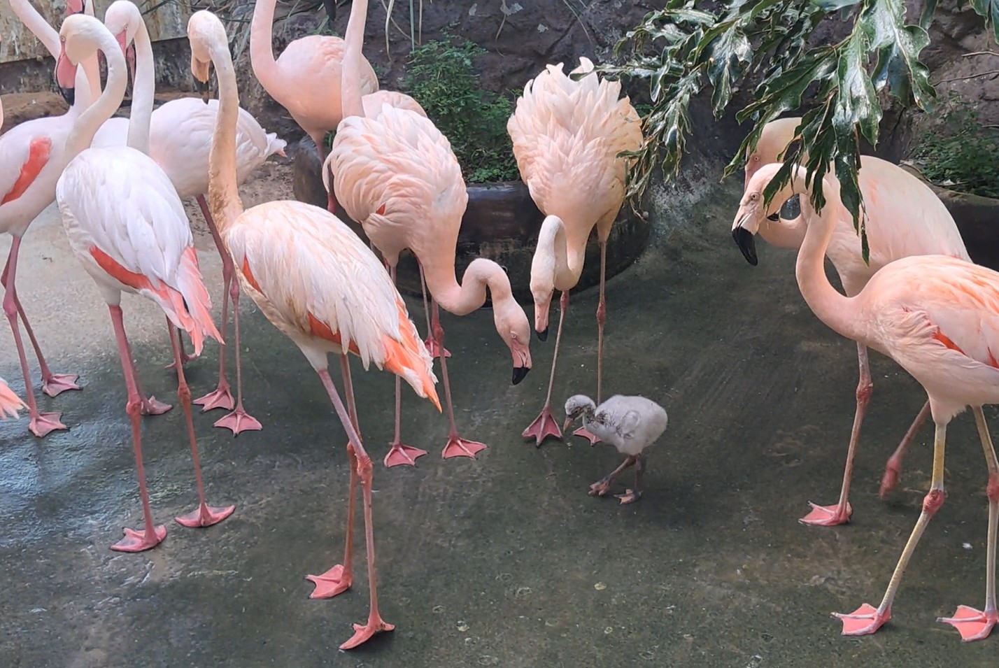 Projeto de proteção animal registra nascimento de flamingo e gato-do-mato-pequeno no interior de SP