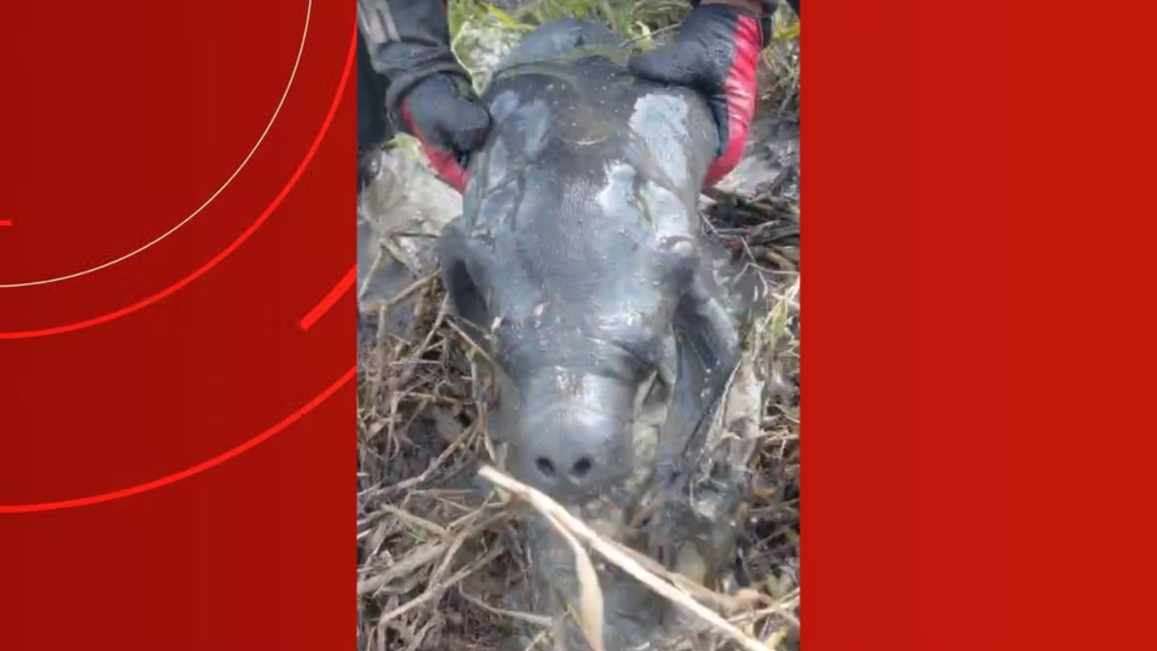 Filhote de peixe-boi é resgatado por pilotos de motocross após ficar preso em lago que secou em Parintins
