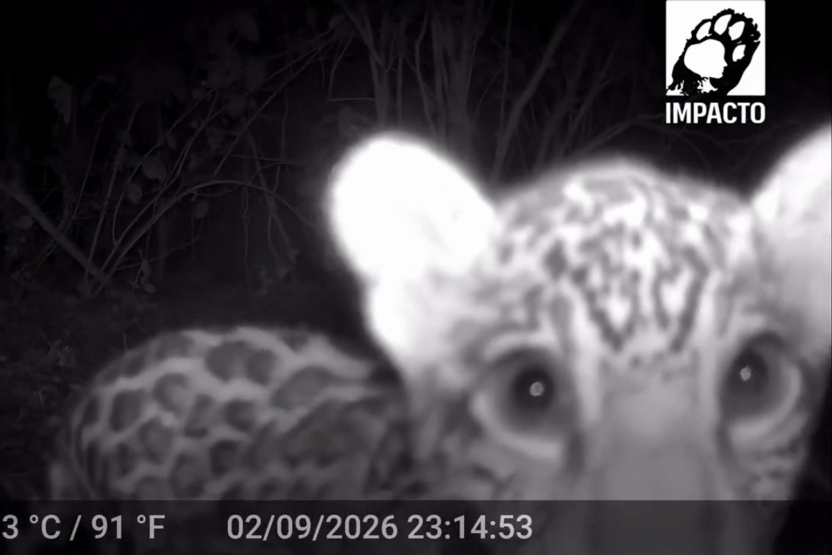 Em primeiras imagens, filhote de onça-pintada brinca e interage com câmera no Pantanal de MT