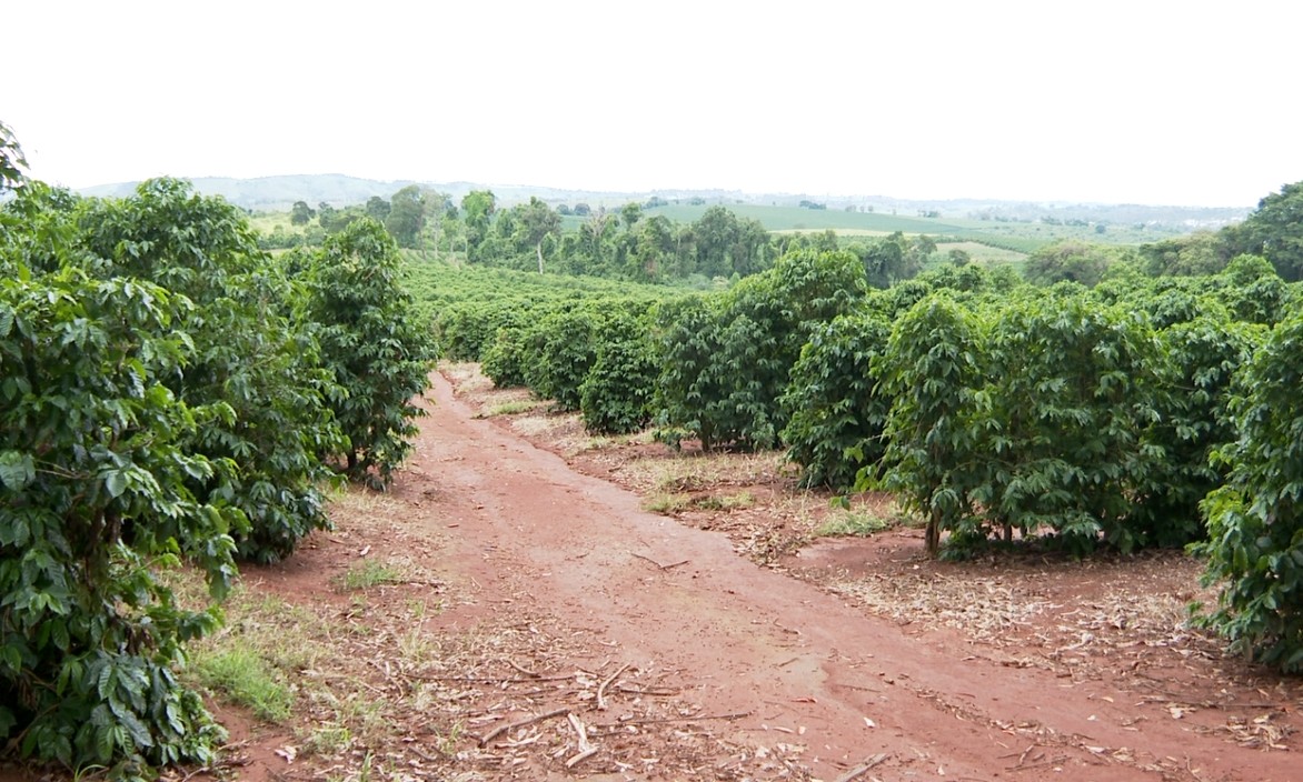 Queda da produção do café arábica em Minas Gerais deve colaborar para manter preço do café 'nas alturas', diz especialista