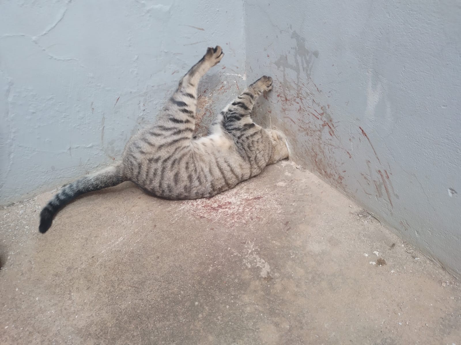 Gato que ficou com a cabeça presa em cano de PVC é resgatado pelos Bombeiros 