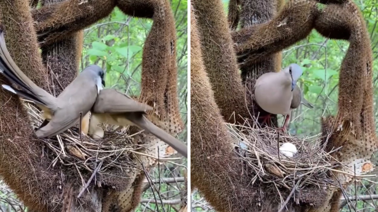 VÍDEO: ave tenta roubar ninho de juriti, mas reação muda o final