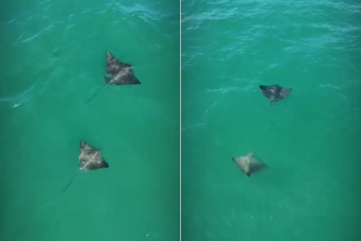 Raias-chita surpreendem surfistas no litoral de SP; VÍDEO