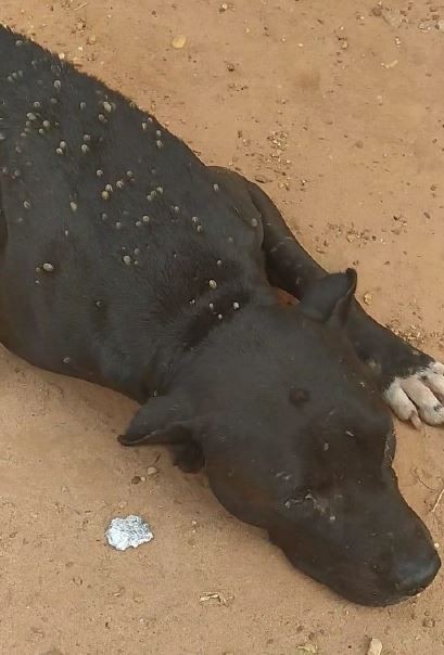 Dois são indiciados por maus-tratos a pitbull que estava sem água, comida e infestado de carrapatos em MG