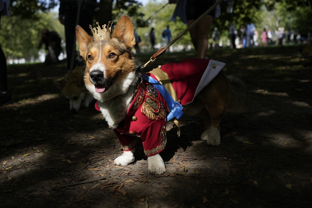 Tutores de cachorros da ra a corgi a favorita de Elizabeth II