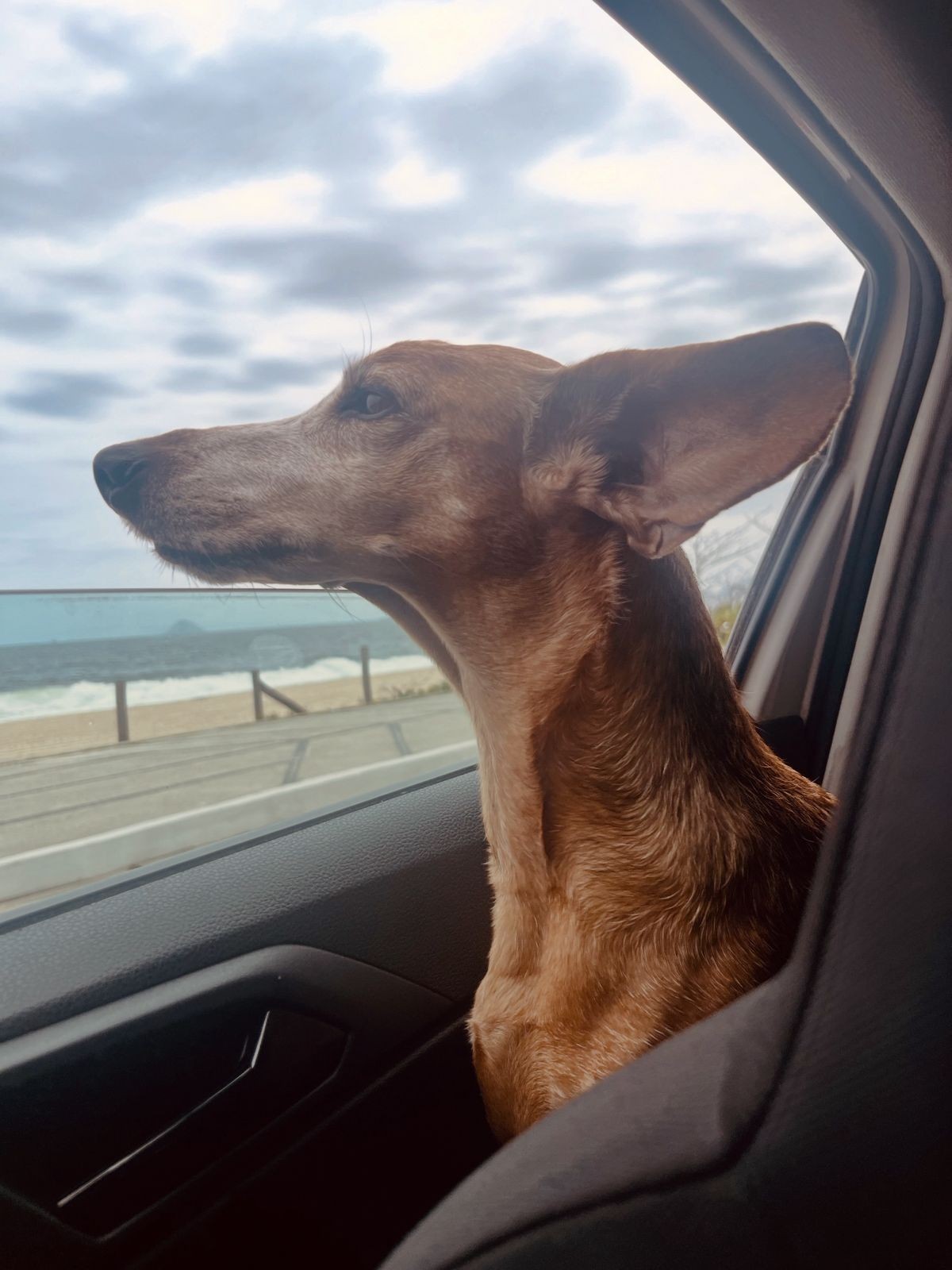 Polícia investiga agressão a cadela em elevador de prédio no Leblon, na Zona Sul do Rio