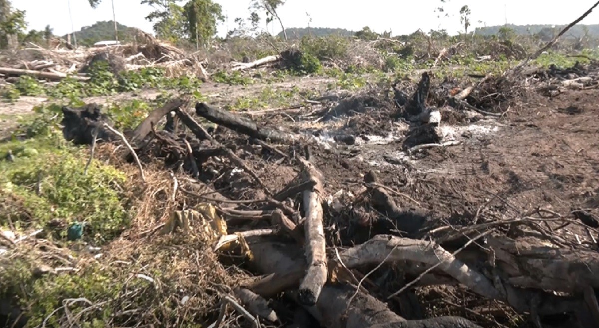 Moradores cobram fiscalização após desmatamento e queimadas em terreno no bairro Maicá, em Santarém