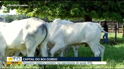 Exportação de carne bovina cresce quase 30% em Araguaína em 2024