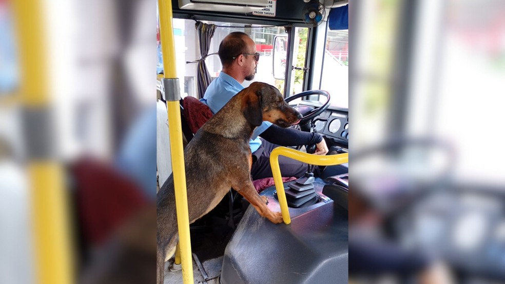 1 de 3
Cão Valente, de Ourinhos (SP), tem 'passe livre' nos ônibus da cidade — Foto: Reprodução/Grupo Avoa