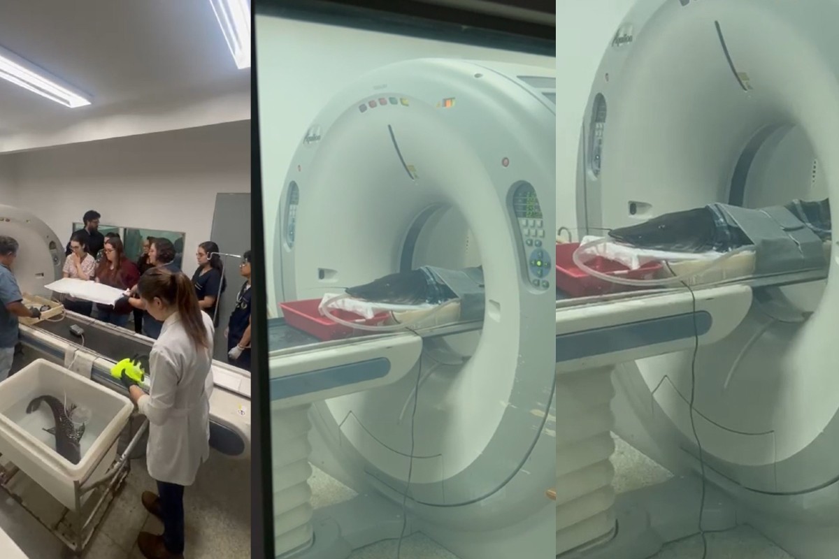 Peixe doente intriga biólogos e passa por exame inédito na UFMS; vídeo