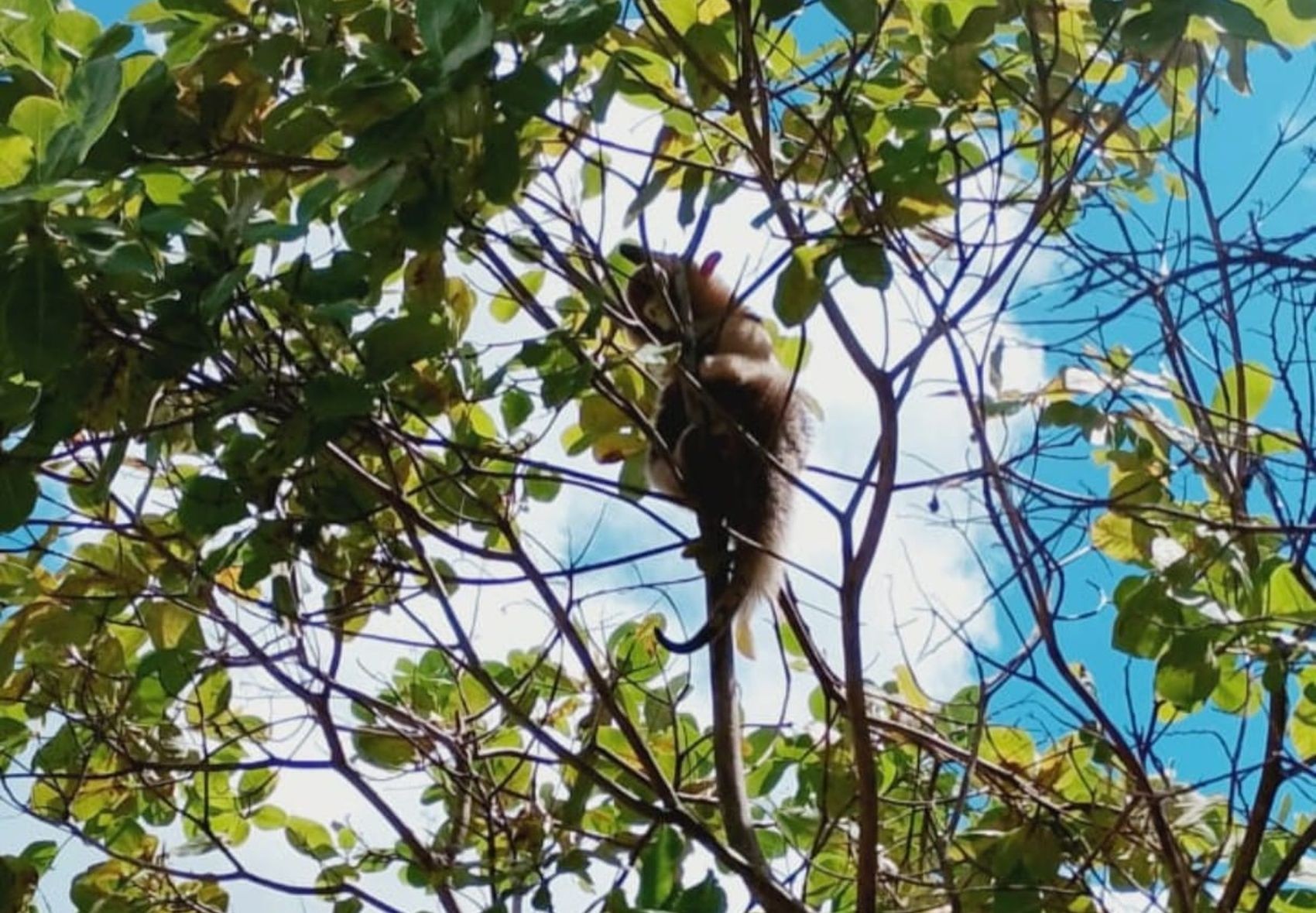 Tamanduá é resgatado após risco de ataque de cães em Aracaju