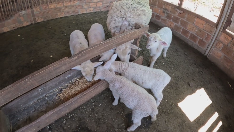 Ovelha tem cinco filhotes de uma só vez em Reserva do Iguaçu — Foto: RPC