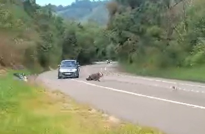VÍDEO: motociclista morre ao cair, invadir pista contrária e bater em carro em rodovia de SP 