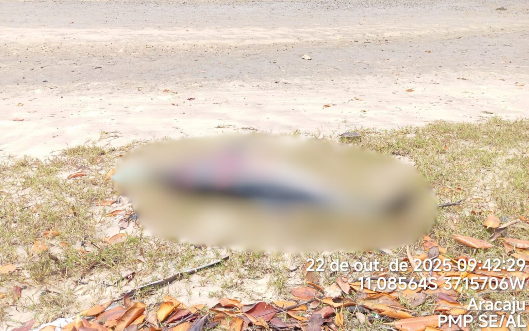 Golfinho é encontrado morto nas margens do Rio Vaza-Barris em Sergipe