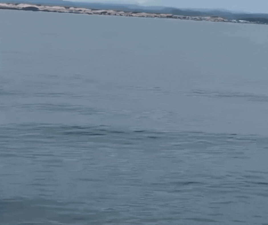 VÍDEO: Amigos são surpreendidos por grupos de orcas e golfinhos nadando juntos em passeio de barco em SC