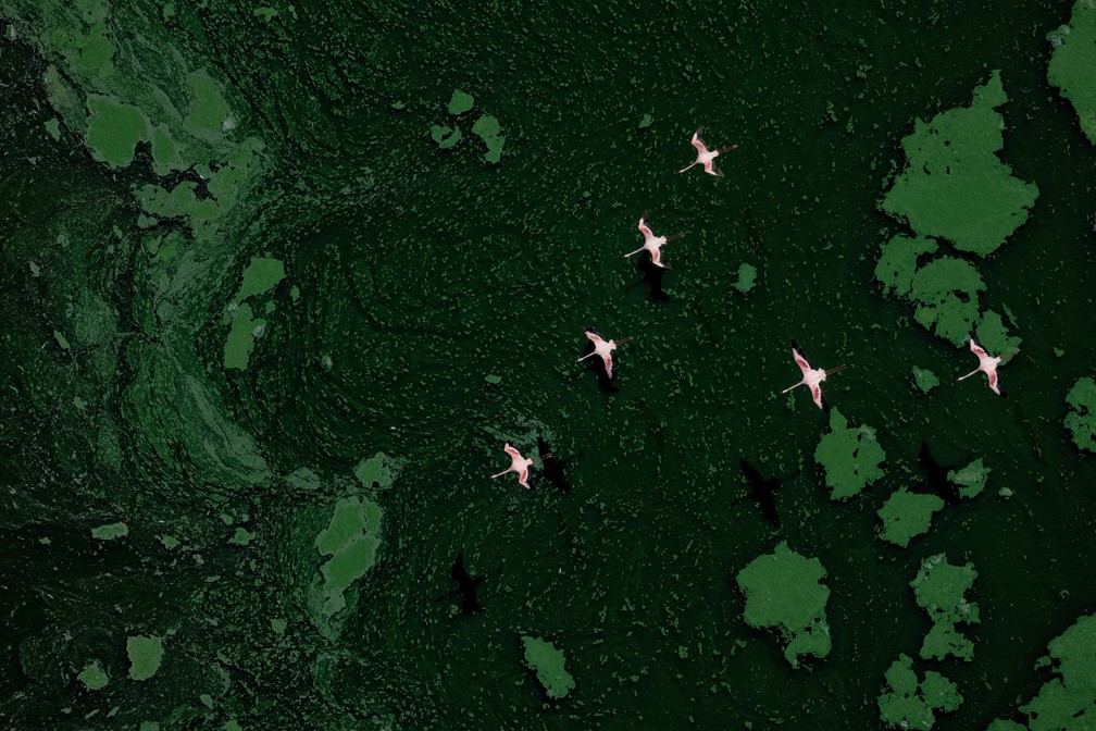 'Flamingos do planeta verde' - Prata na categoria Aves em voo — Foto: Paul Mckenzie/Bird Photographer of the Year
