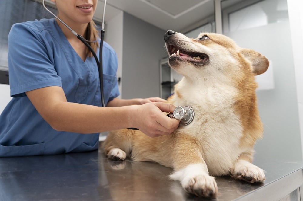 Como ter um cachorro saudável e feliz? Veja alguns cuidados essenciais 