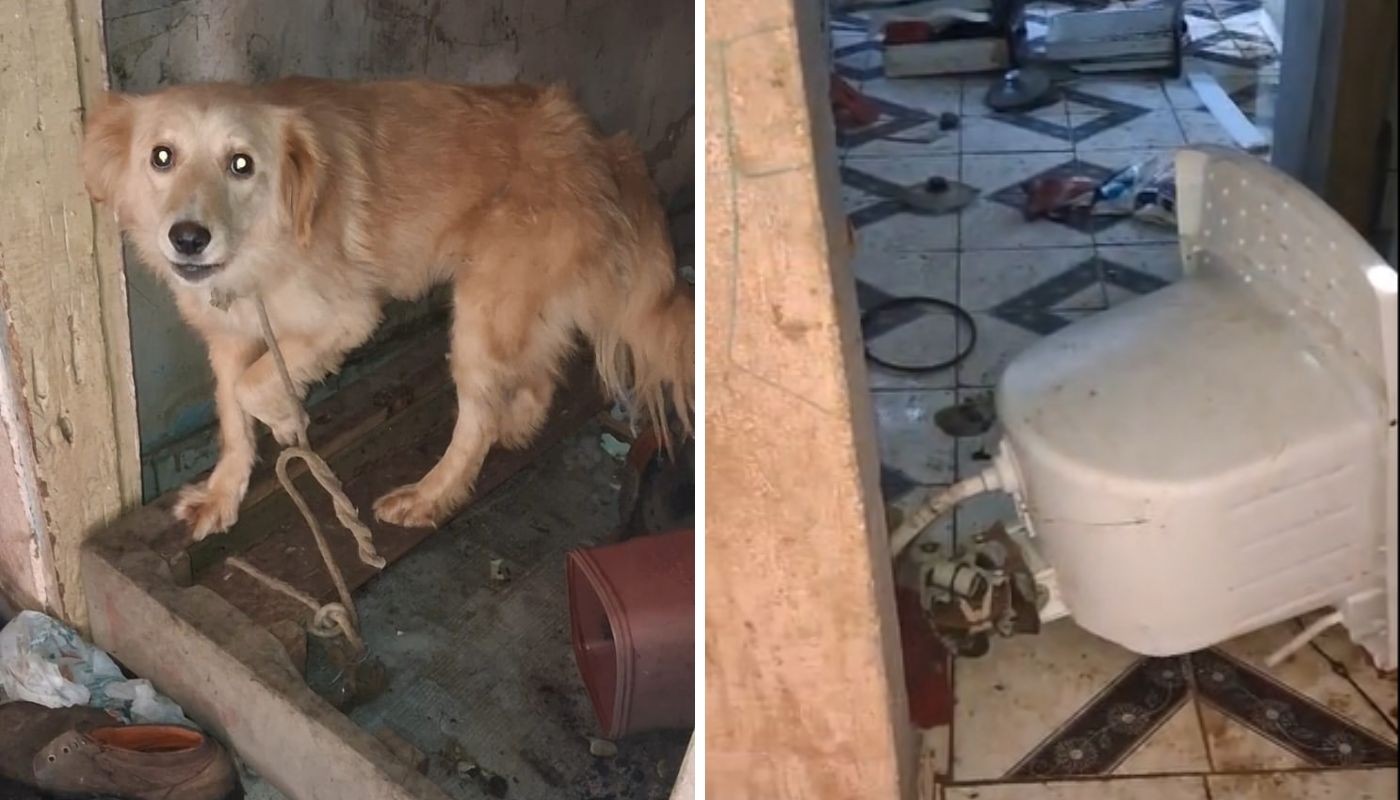 Maus-tratos: polícia resgata cães, gatos, coelho, galinhas e pato sem alimentos e água em Campinas