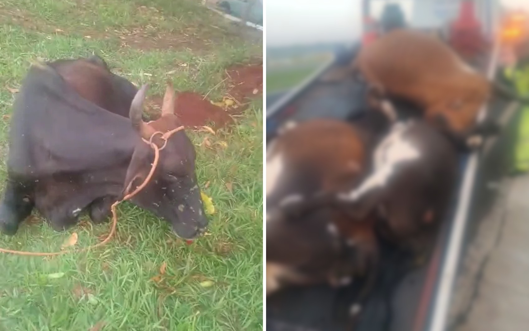 Acidente com animais na Rodovia Anhanguera deixa quatro vacas mortas e um ferido​‌​