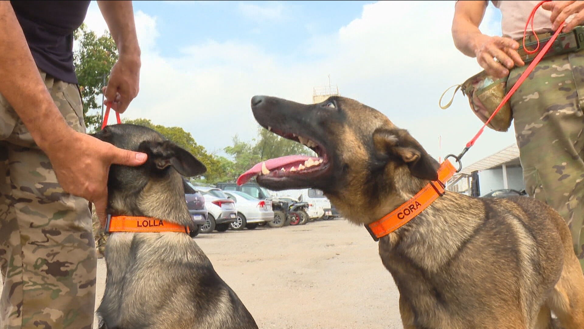 Cães farejadores da Core ganham missão pioneira de localizar corpos em cemitérios clandestinos