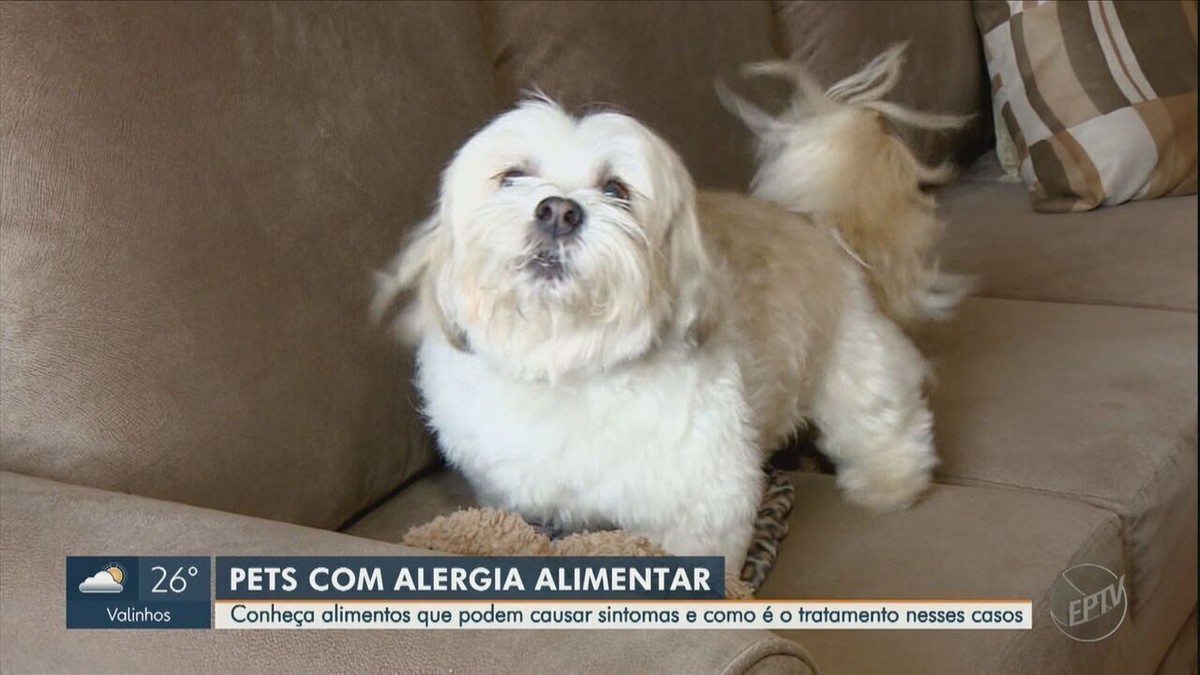 Cenoura, carne e ovos podem ser 'vilões' para cães alérgicos; veja principais sintomas