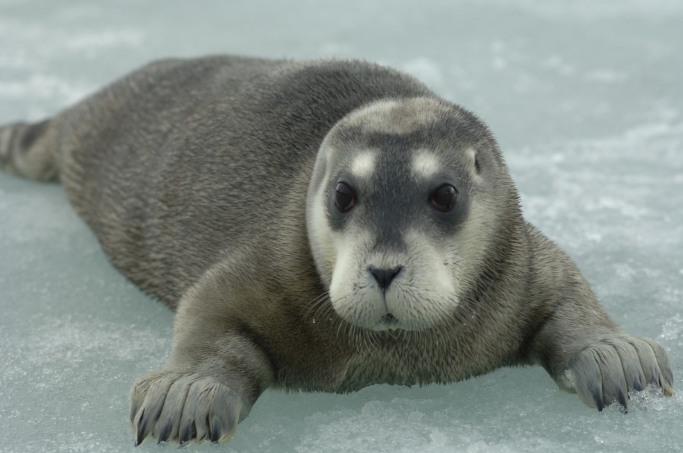 Filhote de foca barbuda — Foto: Kit Kovacs