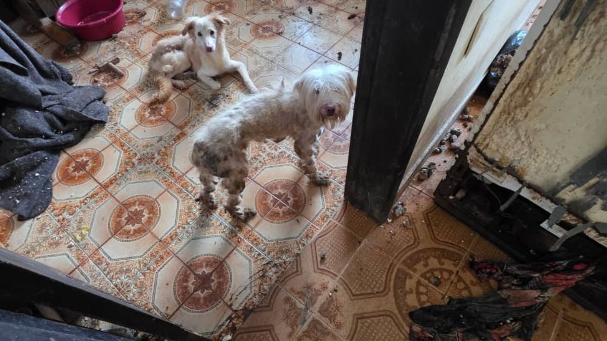 Cães são resgatados em situação de maus-tratos em ONG na Zona Norte do Rio