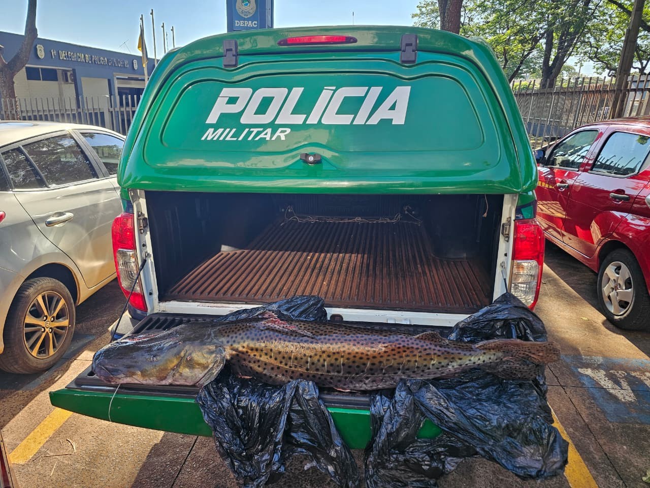Pintado de 21 kg rende multa de R$ 33,8 mil a motorista em fiscalização da PMA