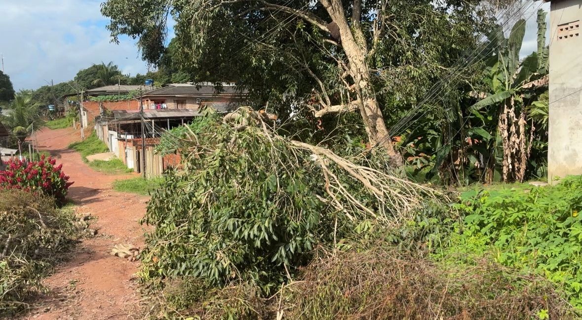 Árvore em meio à fiação elétrica preocupa moradores em Macapá; VÍDEO 