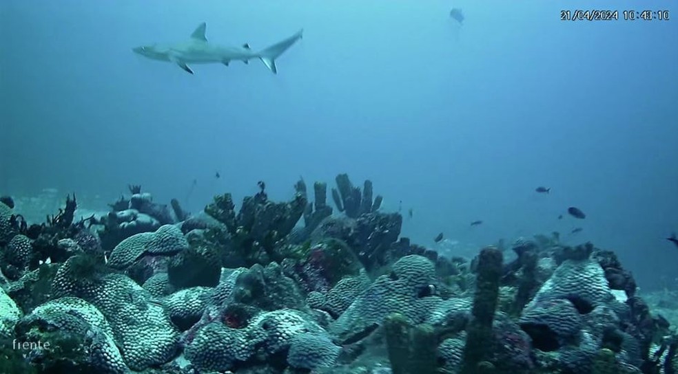Branqueamento do coral Montastrea cavernosa no Banco Sueste, 51 metros de profundidade. &mdash; Foto: WWF-Brasil/Divulga&ccedil;&atilde;o