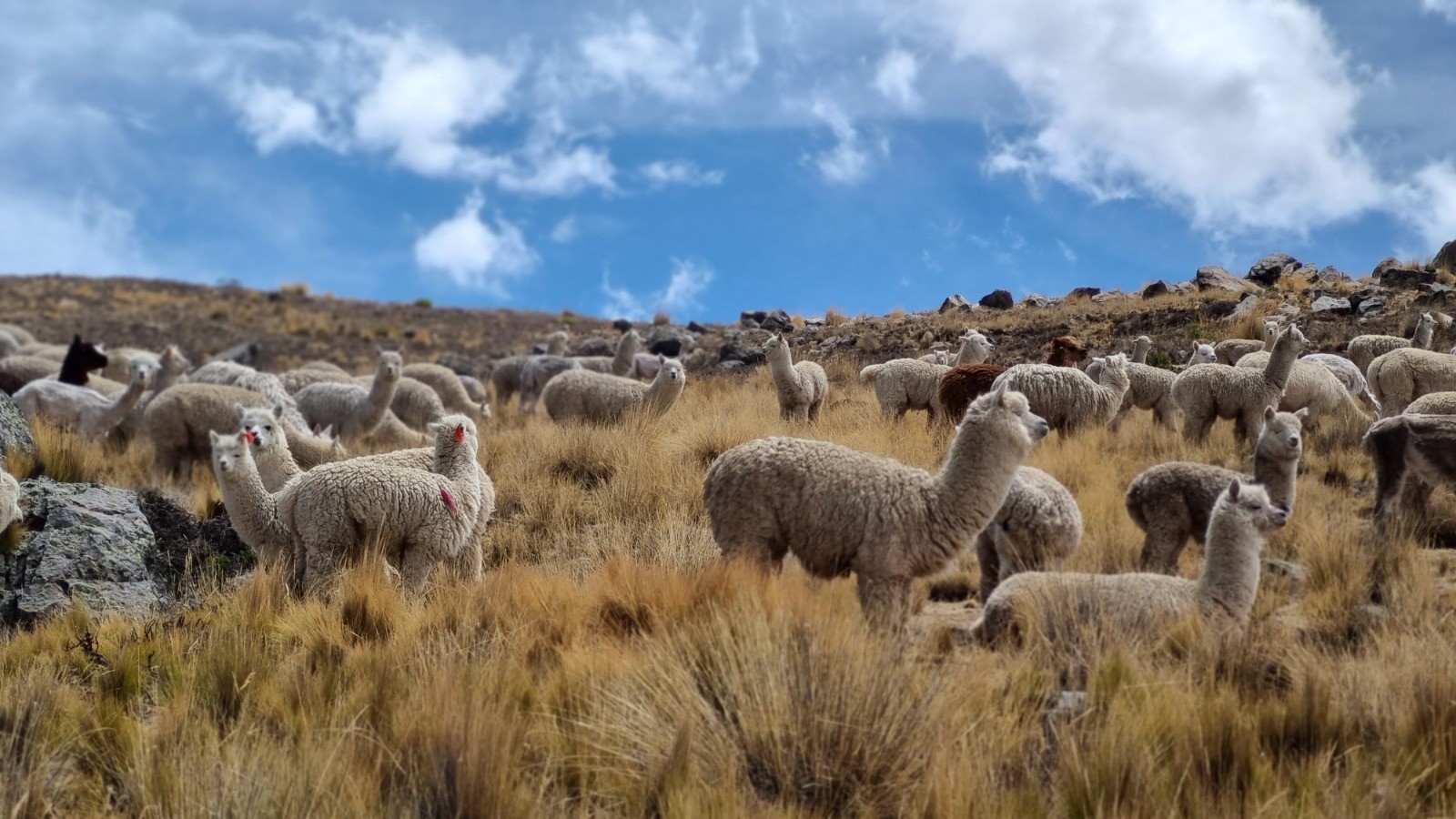 Expedição Mismi: lhamas e alpacas garantem economia de quem vive ao redor da nascente do Rio Amazonas