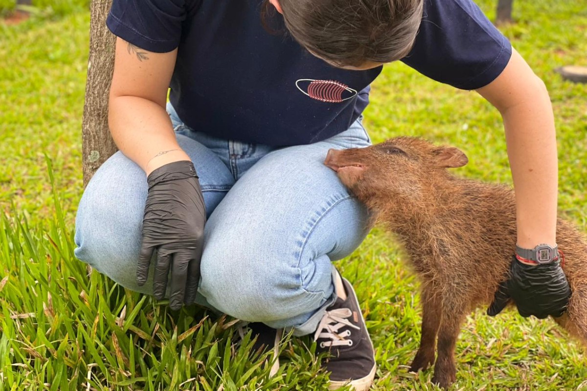 Flora, a cateto que não podia viver na natureza e ganhou novo lar em aquário