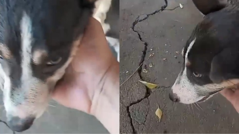 Cadela fica ferida após sofrer queimaduras com água fervendo, em Jucás, no Ceará. — Foto: Reprodução