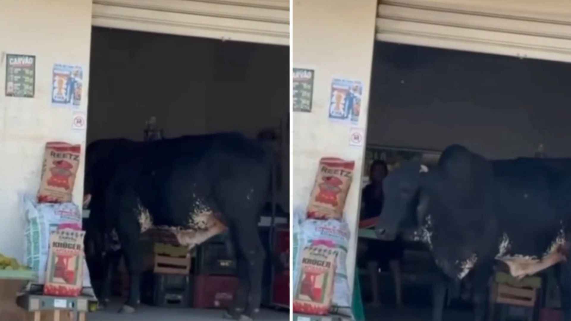VÍDEO: Boi invade mercearia, come produtos e mulher joga legumes para expulsá-lo em Cariacica