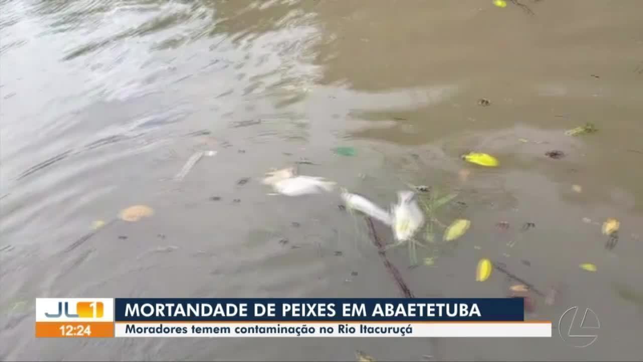 Ribeirinhos flagram centenas de peixes mortos em rio com possível contaminação no Pará