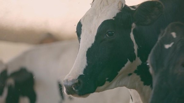 Coopatos revoluciona produção de leite com inovação