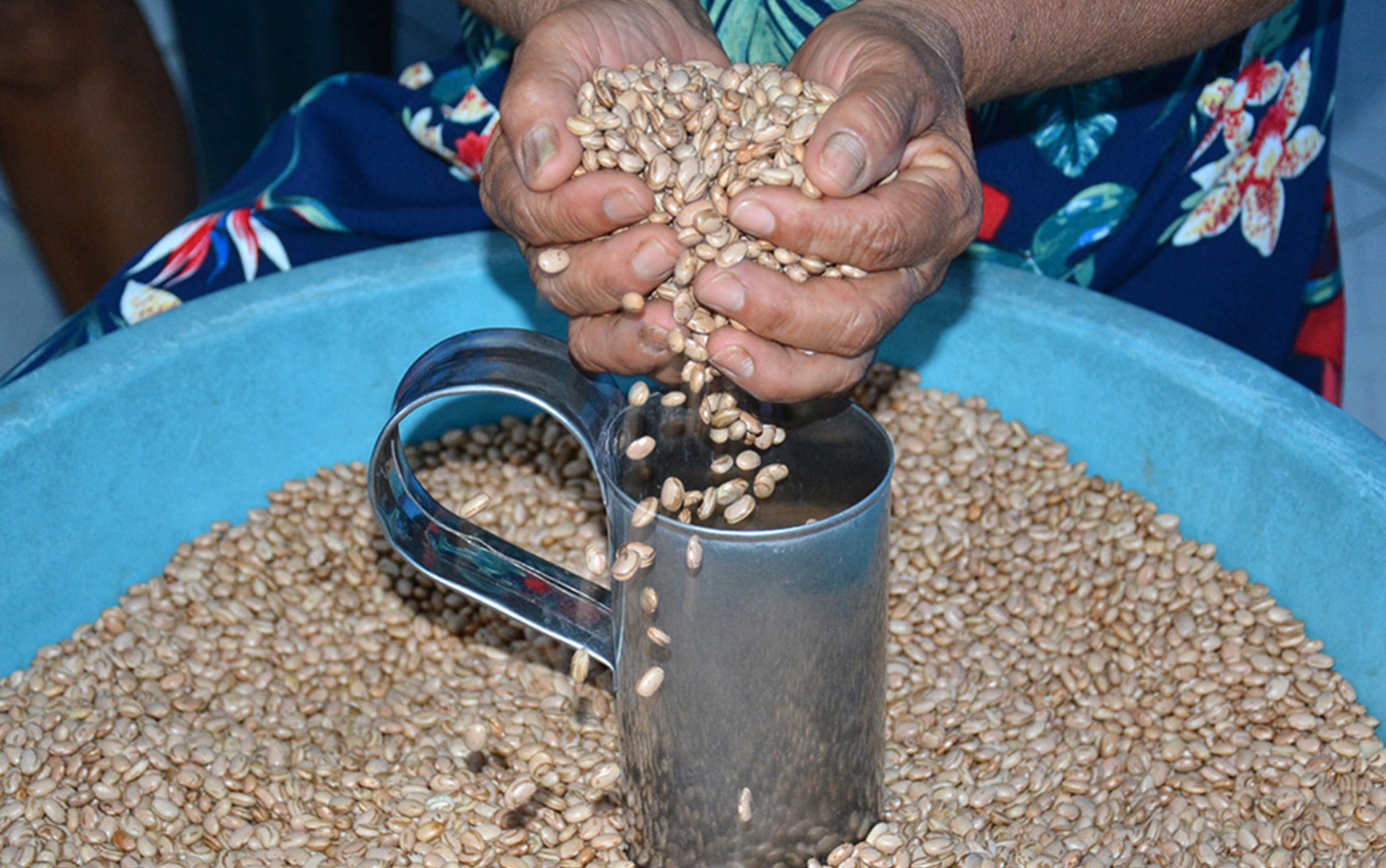 Feira de Santana vai distribuir 216 toneladas de sementes para safra de inverno; saiba mais