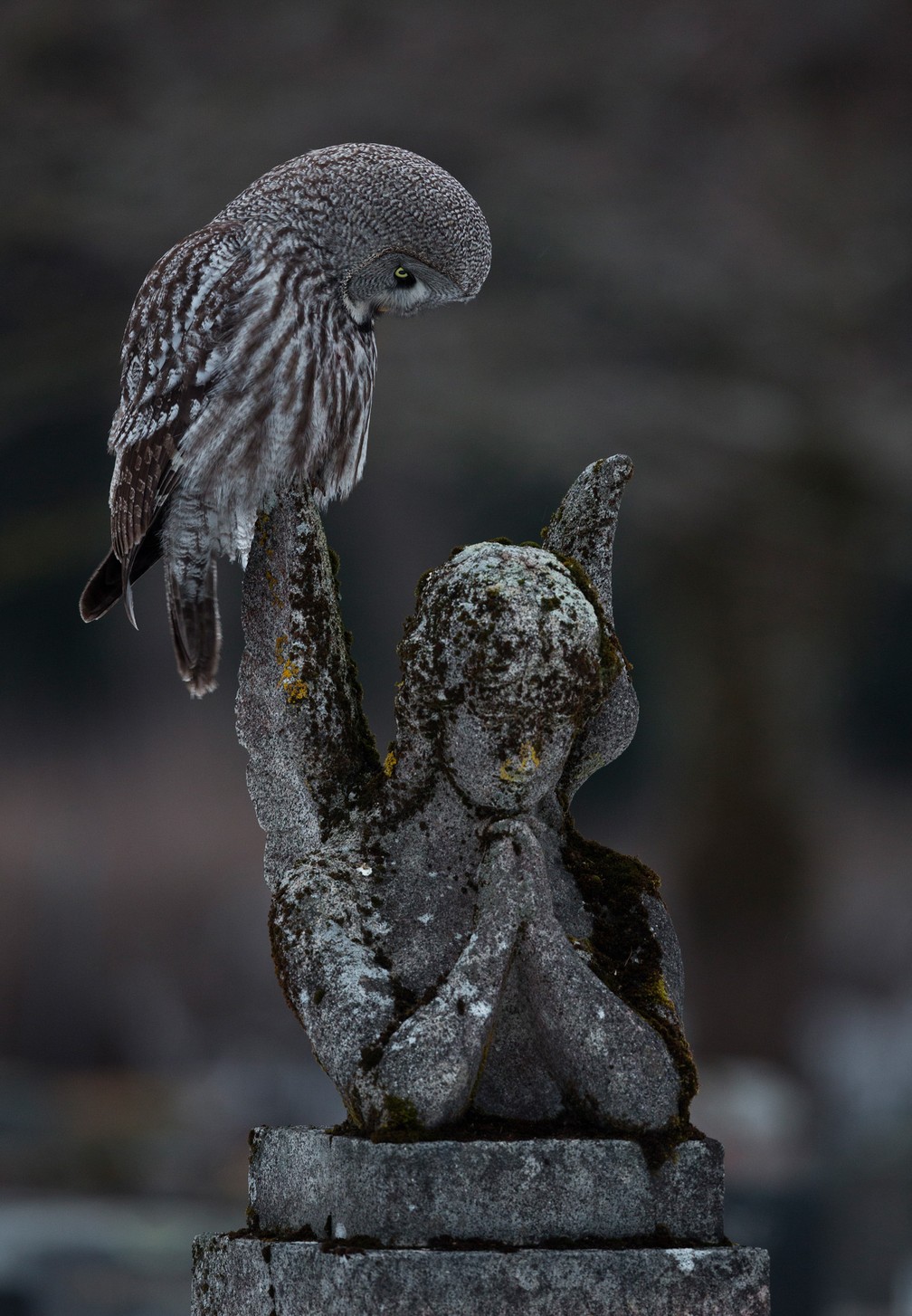 'Um momento de oração' - Foto vencedora na categoria Aves Urbanas — Foto: Arto Leppänen/Bird Photographer of the Year