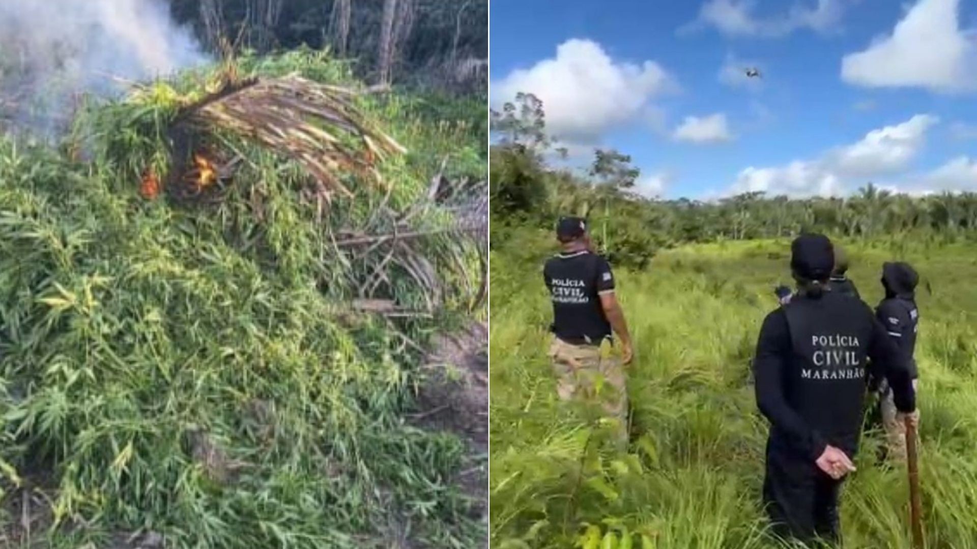 Polícia Civil localiza e destrói cerca de 10 mil pés de maconha na baixada maranhense