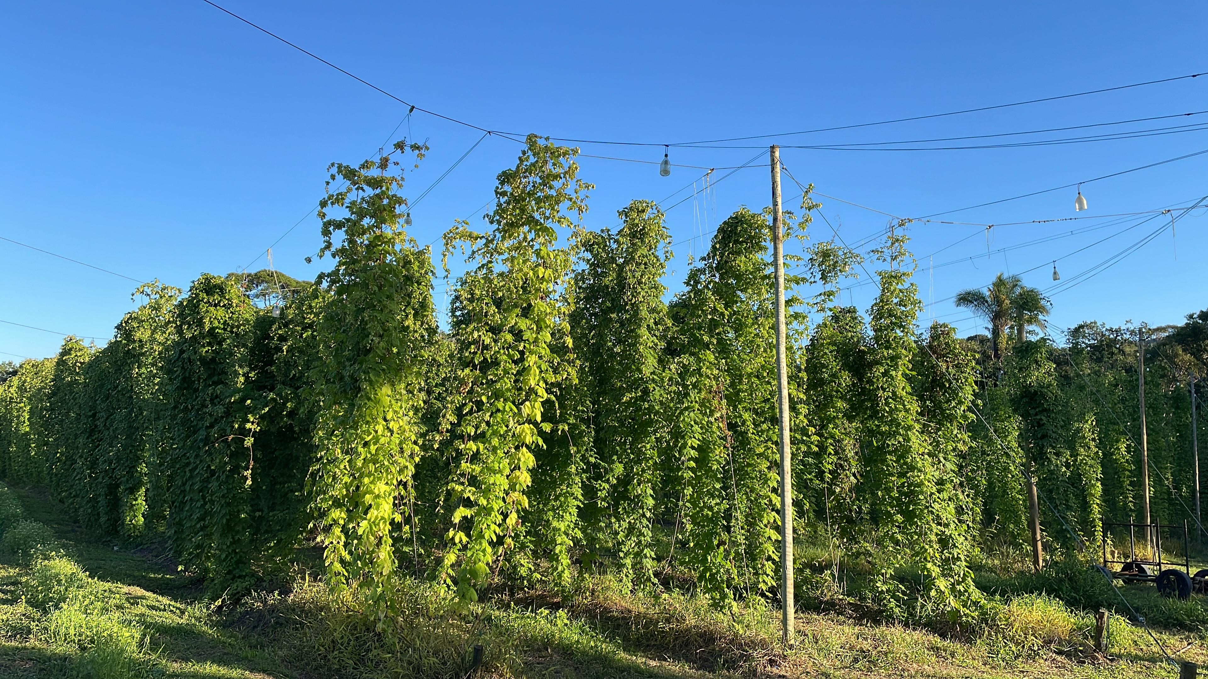 Como cultivar o lúpulo, planta usada na produção de cerveja