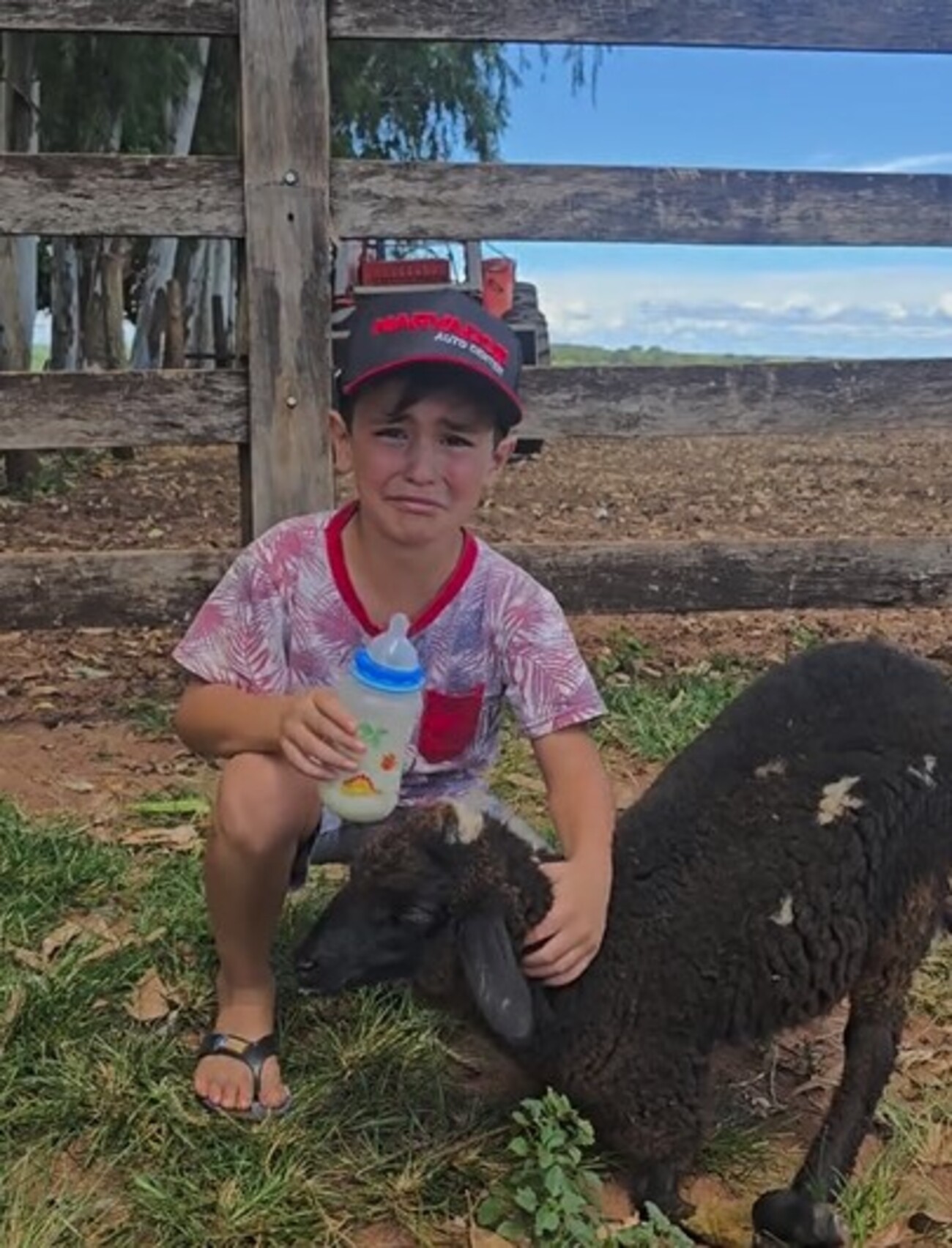 VÍDEO: Menino chora ao achar que perderia carneirinha com deficiência e se emociona com surpresa