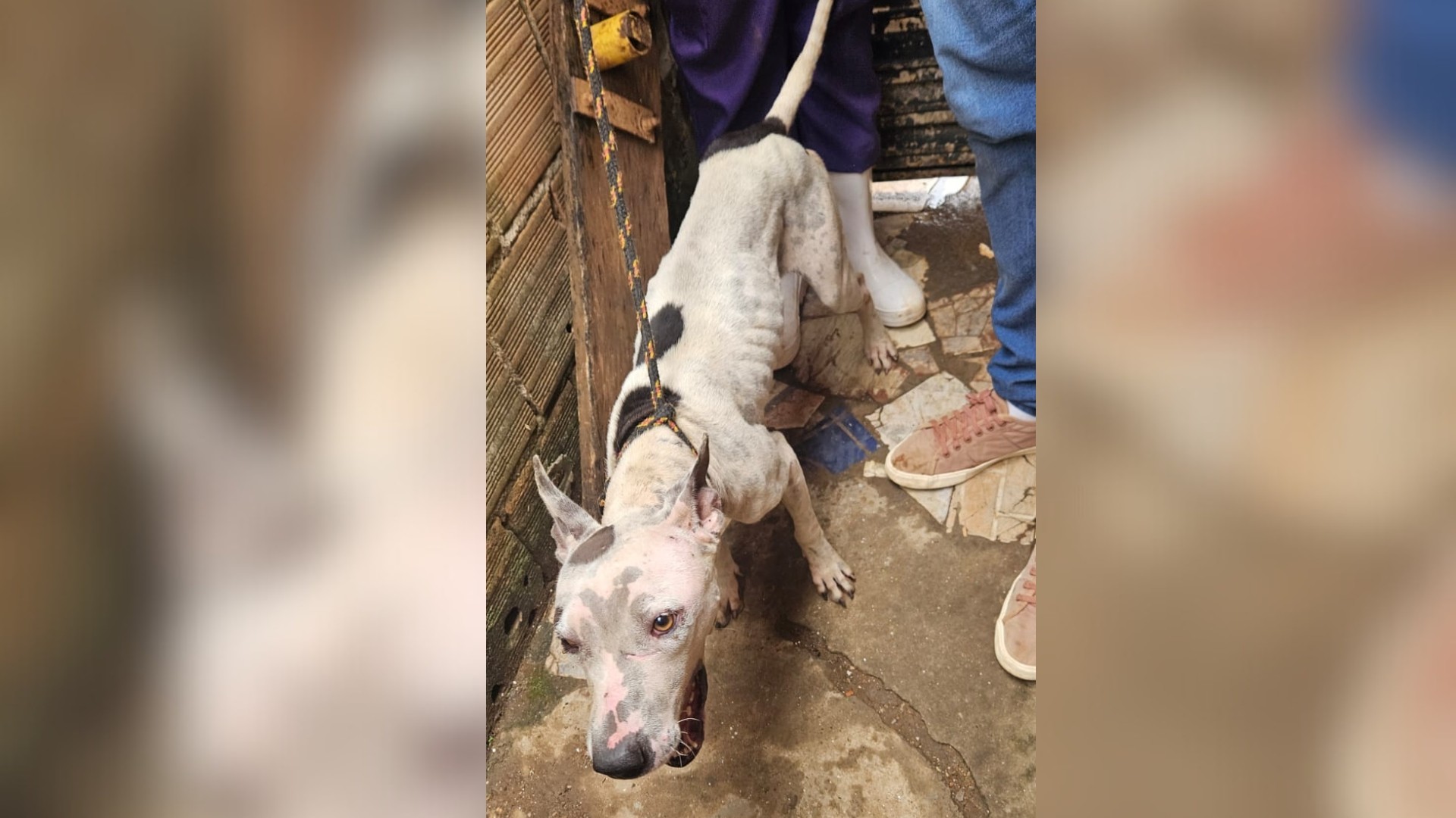 Tutores são presos no interior de Minas por maus tratos a Pit Bulls 