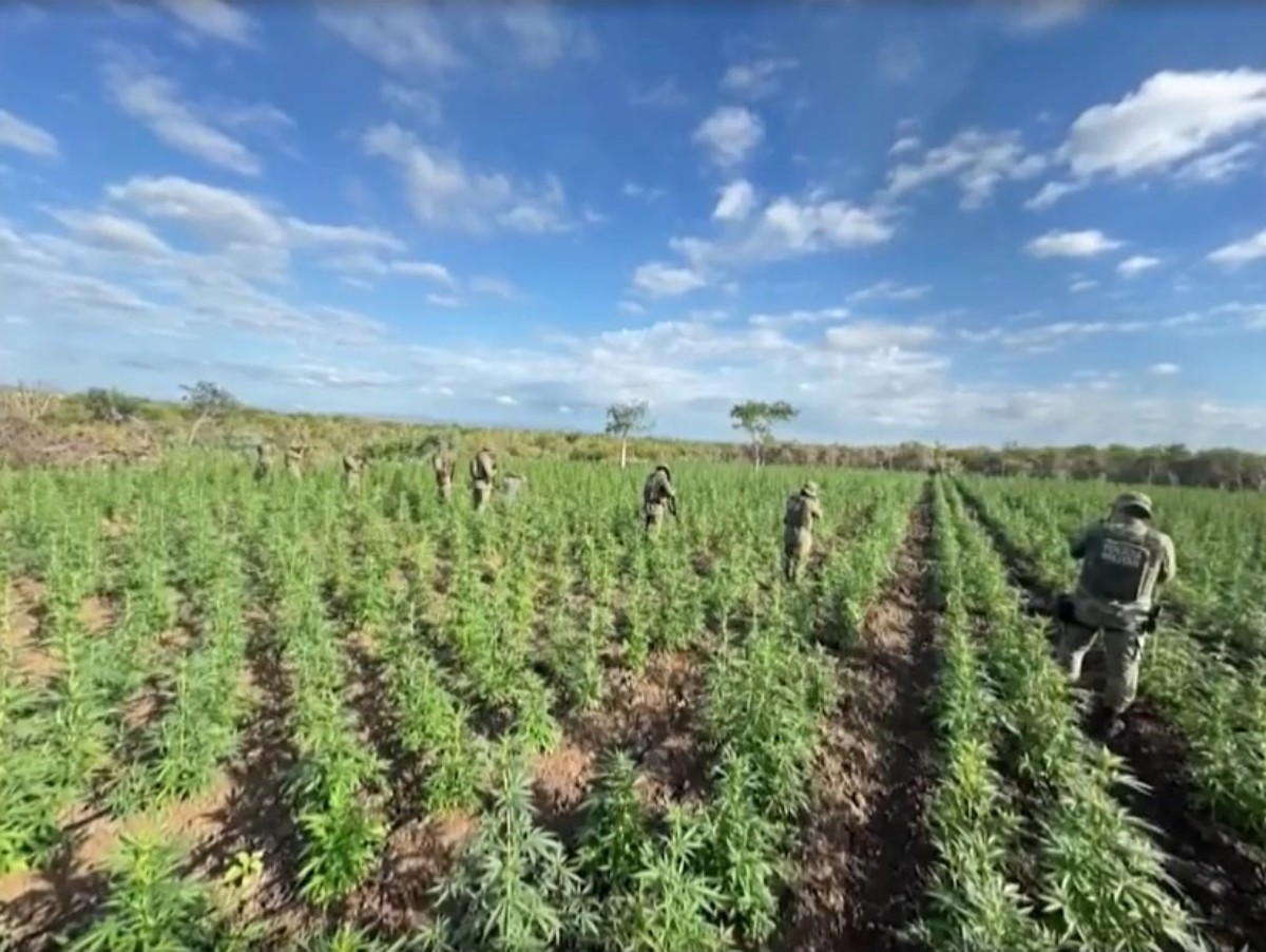 Polícia Militar destrói 90 mil pés de maconha em plantação no norte da Bahia; suspeito é preso em flagrante