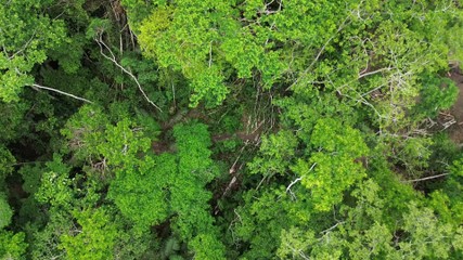 Dia da Terra: Acre registra queda no desmatamento e nas queimadas