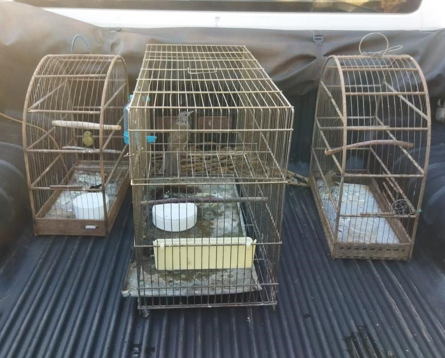 Fiscalização identifica gaiolas em varanda e homem é multado por manter aves silvestres em cativeiro, em Teodoro Sampaio