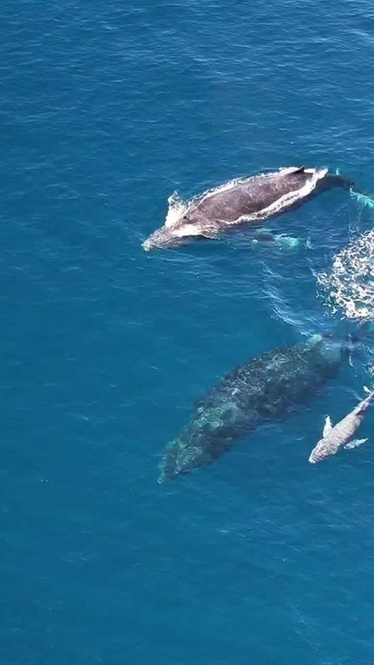 Família de baleias é avistada com filhote nas águas de Arraial do Cabo