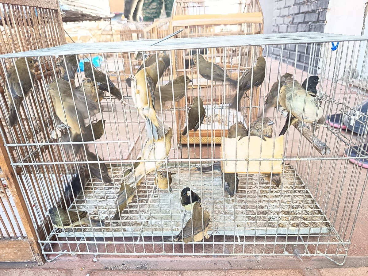 Mais de 150 aves silvestres são apreendidas em Juiz de Fora e região