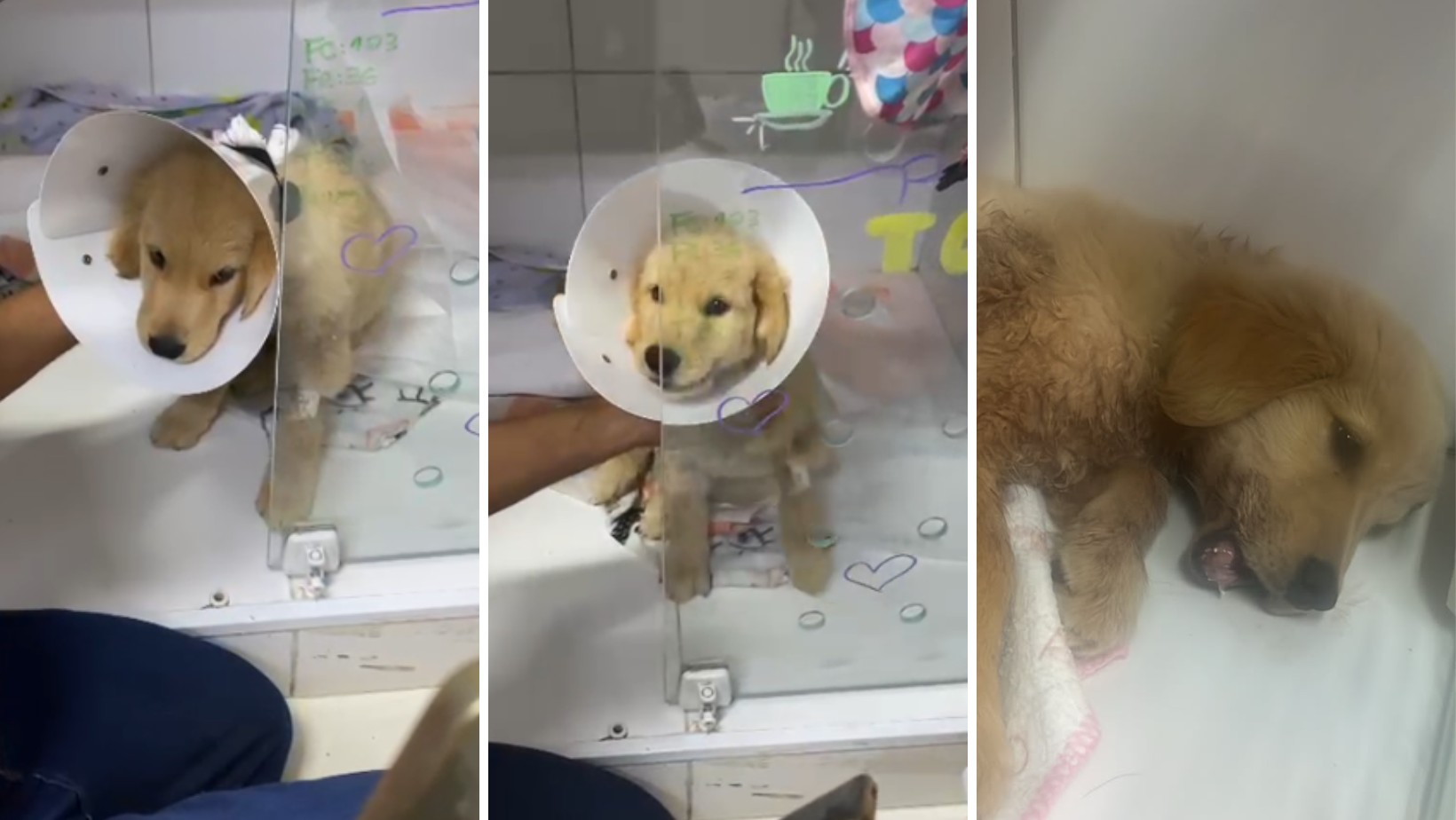 Filhote de golden retriever que teve mandíbula quebrada após ataque de cão de grande porte passa por cirurgia em São José