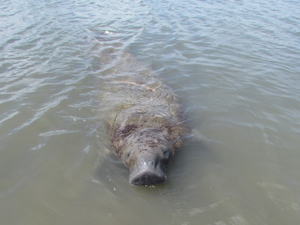 Peixe-boi Astro � Foto: Divulga��o/Mam�feros Aqu�ticos